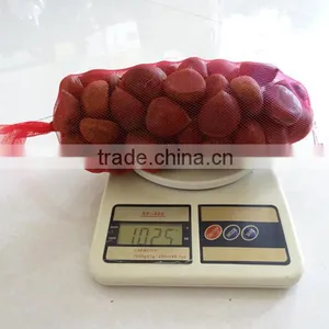 Wholesale Chestnut /Horse Chestnut/Chestnut From Fty thumbnail-4