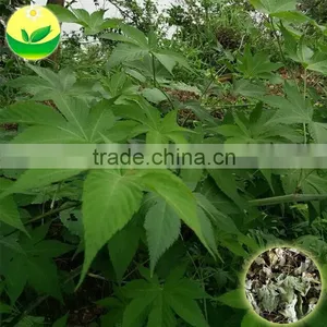 Health Tea Sweet Tea Extract Rubusoside Sweet Tea Leaf thumbnail-2