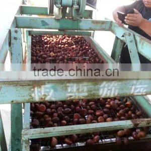 2015 New Harvest Edible Chestnuts for Middle Price thumbnail-3
