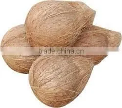 Matured Coconuts thumbnail-5