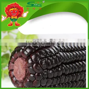 Sweet Yellow Corn/yellow Corn Price Yellow Corn for Human Consumption thumbnail-5