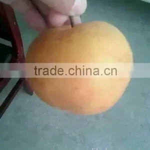 Pear thumbnail-1