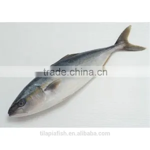 Frozen Pacific Mackerel Size 300-500g Per Piece thumbnail-1