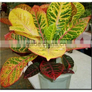 Multi Color Leaves Foliage Codiaeum Variegatum of Outdoor Landscaping Decorative Ornamental Plants thumbnail-1