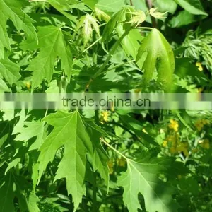 Sugar Maple Seedling thumbnail-5
