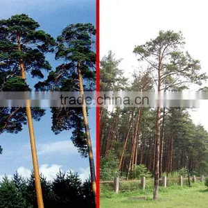 Changpai Scotch Pine Seedling thumbnail-5