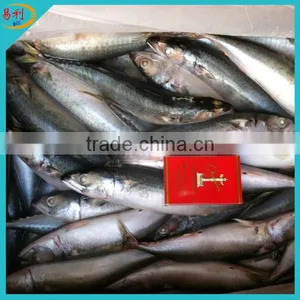 Supply Frozen Mackerel Fish With Low Price thumbnail-2