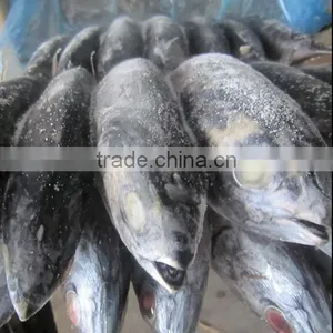 New Aready Frozen Pacific Bonito Whole Round- Auxis Tapeionsoma 500up thumbnail-1
