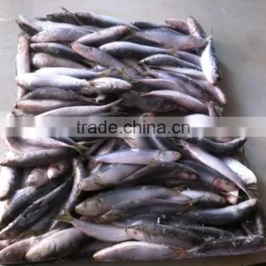 Sardine thumbnail-6
