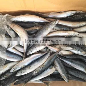 Frozen W/R Pacific/Atlantic Mackerel thumbnail-1