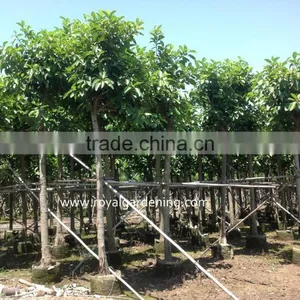 Ficus Altissima Fiel thumbnail-1
