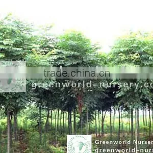 Koelreuteria Landscaping Trees thumbnail-1