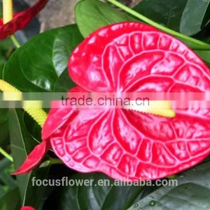 Top Selling Good Quanlity Natural Fresh Summer Special Red Anthurium Flowers From Yunnan thumbnail-1