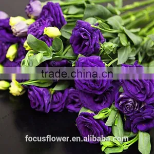 Reasonable Price Factory Direct Sell Fillers Fresh Lisianthus Flowers thumbnail-4