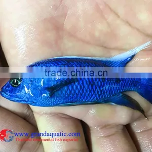 Quality Malawi Cichid Fish Export Company for Company Importer thumbnail-4