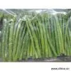 Sell Frozen Green Asparagus thumbnail-1