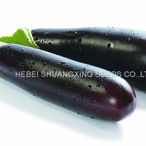 High Yield New-bred Hybrid f1 Eggplant Seeds SXE No.5 thumbnail-4