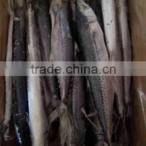 NEW COMING FROZEN SPANISH MACKEREL thumbnail-1