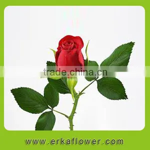 Diversified in Packaging Rose Wedding Bouquets thumbnail-2