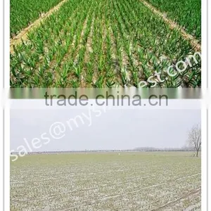 Export Healthy Condiments/Fresh White Garlic/Dried Garlic thumbnail-1
