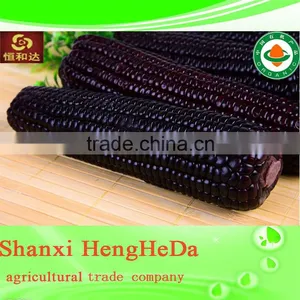 New Style New Products for Teenagers Yellow Maize Corn From Pakistan thumbnail-5