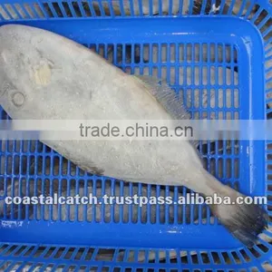 LEATHER JACKET FISH FROZEN thumbnail-1