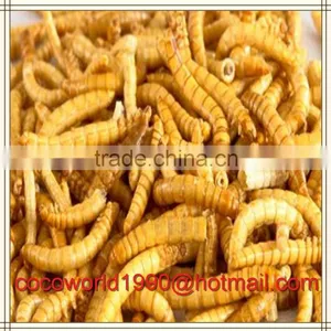 How to Feed Mealworms/mealworms Wholesale/culturing Mealworms thumbnail-5
