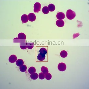 Chicken Embryo Teaching Slides thumbnail-6