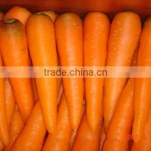 Fresh Carrot thumbnail-1