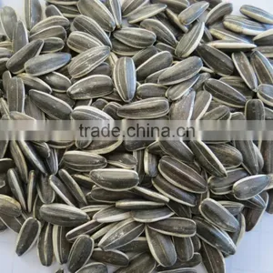 Sunflower Seeds Oil Seeds 5009/363/3638 thumbnail-4