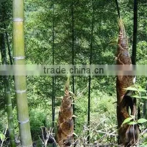 Moso Bamboo Seeds For Cultivation thumbnail-1