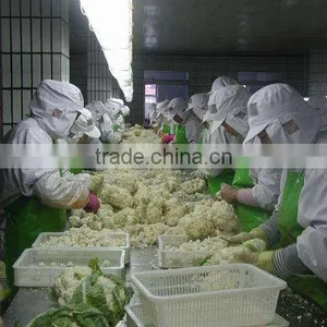 New Corp IQF Fresh Frozen Cauliflower thumbnail-2