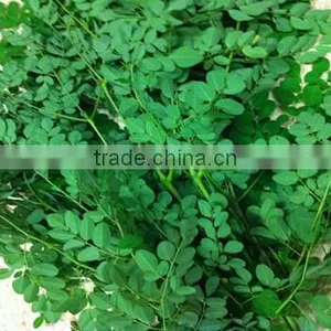 Organic Moringa Leaf Powder Wholesale ( Skype: Liu.diana 79, Whatsapp: +861502902563) thumbnail-3