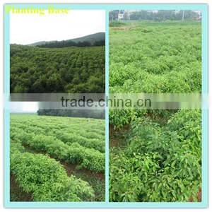 Alpha-pinene in Essential Oil With 95% Alpha-Pinene Price Bulk Sale by Manufacturer thumbnail-5