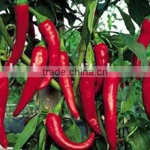 Chili Multiple Layer Continuous Type Mesh Belt Dryer thumbnail-6