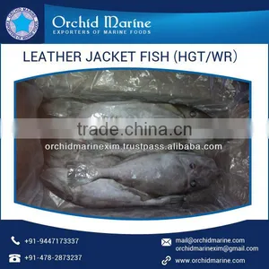 High Protein Filled Leather Jacket Fish at Attractive Price thumbnail-2