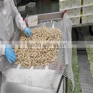 Frozen Vacuumed Short Necked Clam Cheap Pirce For Sale thumbnail-3