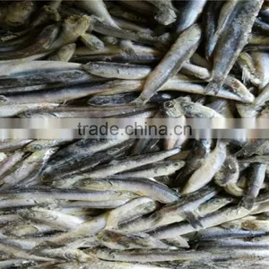 2016 High Quality Sea Frozen Anchovy thumbnail-4