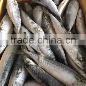 2016 NEW HOT SALE SHIPFROZEN &SeaFrozen Pacific Mackerel 200-300g thumbnail-6