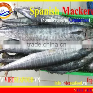 FROZEN SPANISH MACKEREL W/R thumbnail-1
