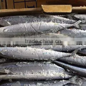 Pacifc Saury Cololabis Saira thumbnail-1