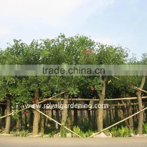 Erythrina Crista Exporter and Seller thumbnail-1
