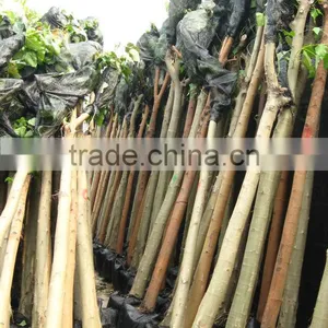 Ficus Religiosa Packed for Shipment thumbnail-6