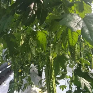 Anti-virus Disease High Yield Hybrid Long Bitter Melon Gourd Seeds No.76 thumbnail-3