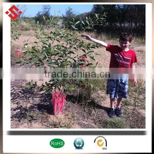 pp Material 2mm Thick Corflute Sheet for Coroplast Tree Guard & Corflute Tree Guard thumbnail-4