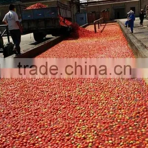 Brix 36-38 Tomato Paste thumbnail-6