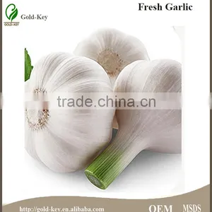 Fresh Garlic thumbnail-1