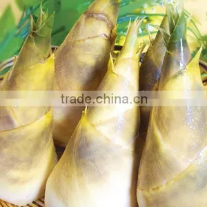 High Quality Canned Bamboo Shoot to European,American,Africa thumbnail-1