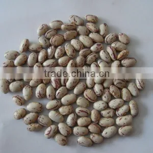 Light Speckled Kidney Bean Long Shape thumbnail-1