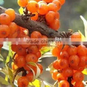 Cold Pressed Seabuckthorn Oil for Skincare thumbnail-1